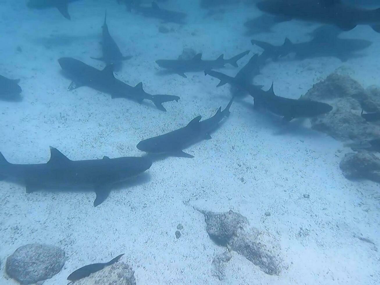 un colegio de tiburones debajo el azul mar foto