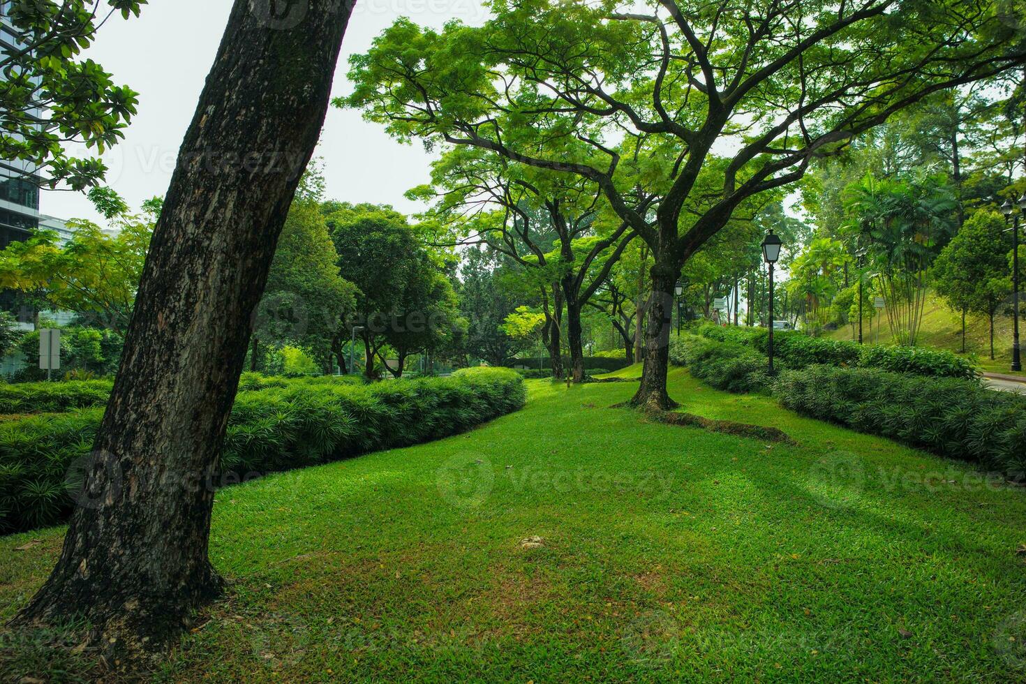 paisaje de el público al aire libre parque con grande arboles y arbustos foto