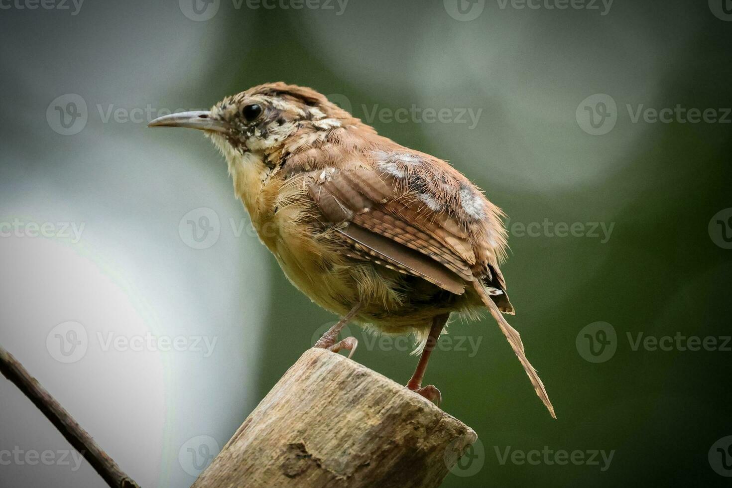 The Carolina Wren photo