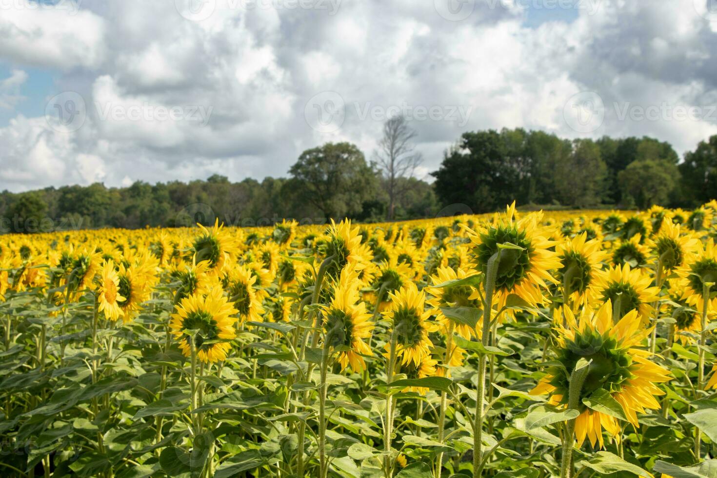 campo de brillante amarillo girasoles foto