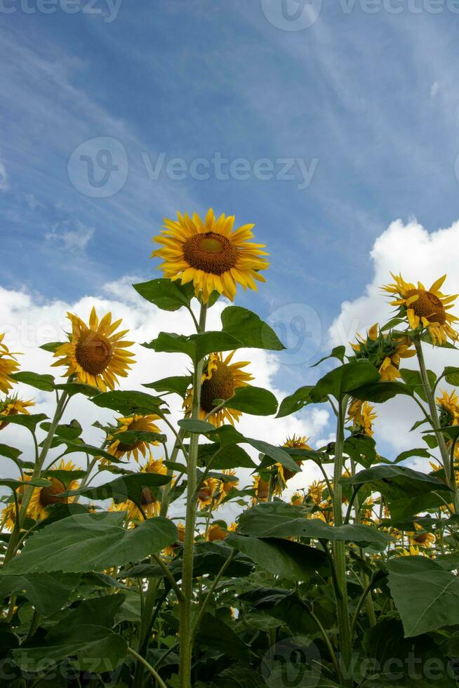 Sunflowers and a blue sky photo