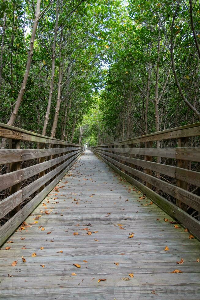 Boardwalk through thick mangroves photo
