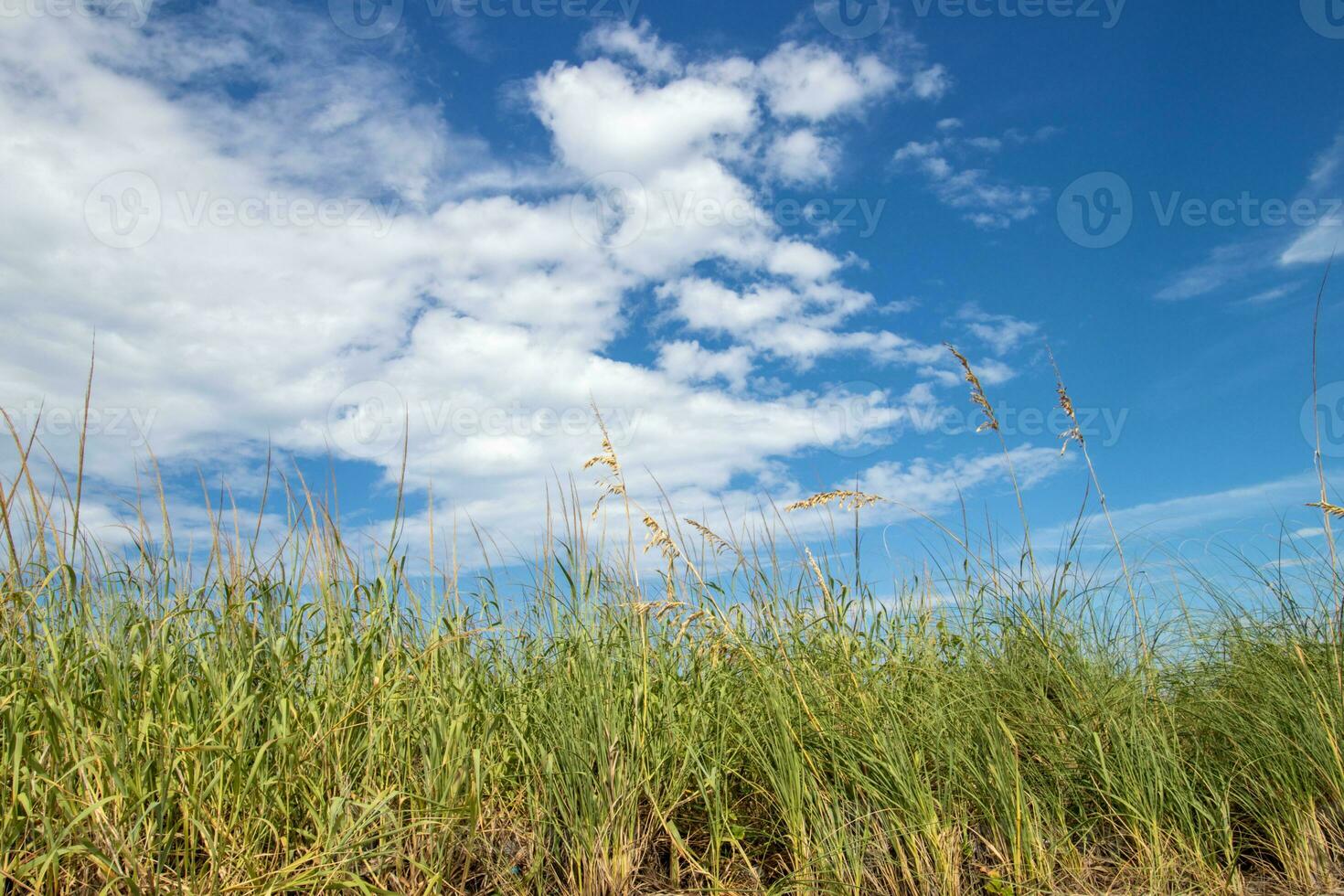 Green class and blue cloudy sky photo