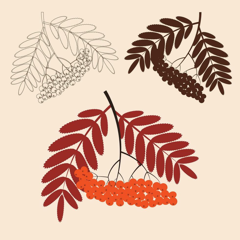 A branch of ripe rowan berries. Black and white vector illustration. Coloring.Autumn rowan berry branch with custers and leaves, silhouette