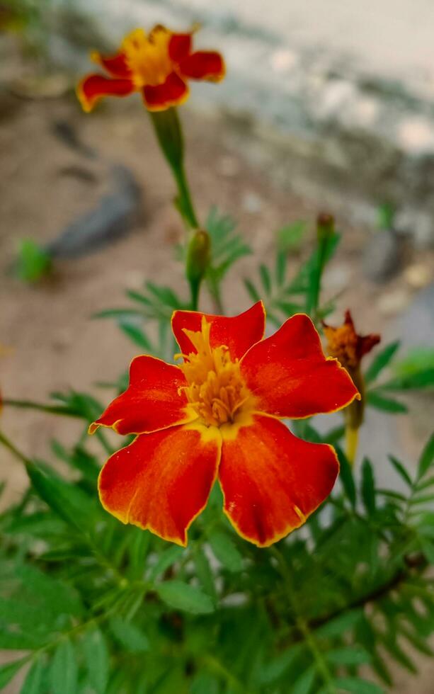 Red Flower at the garden photo