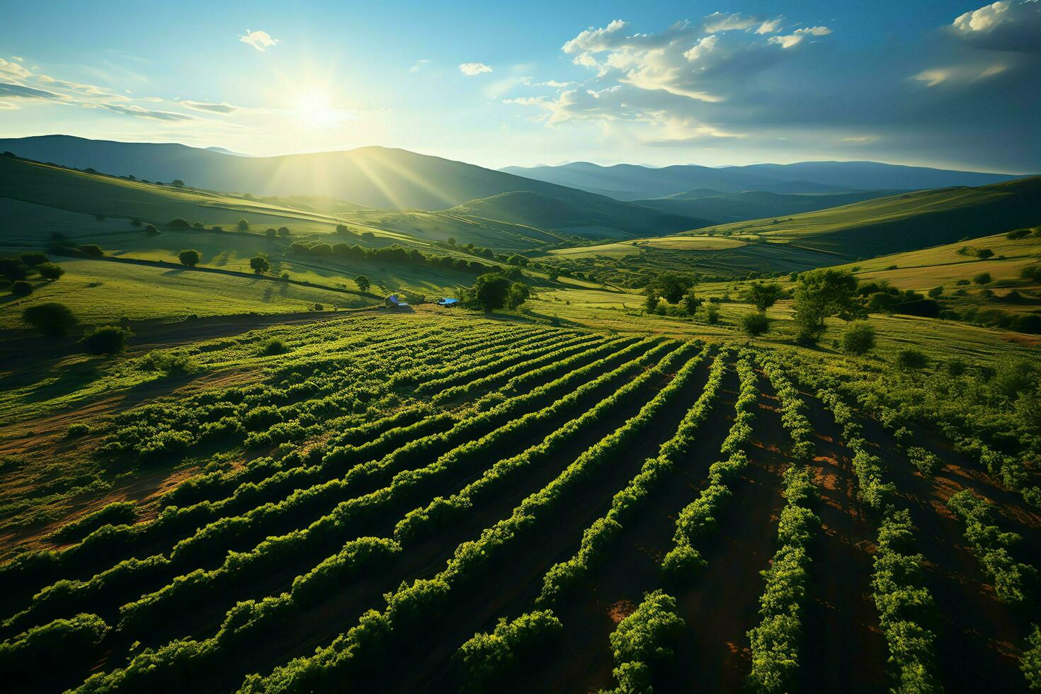 Beautiful view of a tea field plantation, vineyard farm or strawberry garden in the green hills at sunrise concept by AI Generated photo