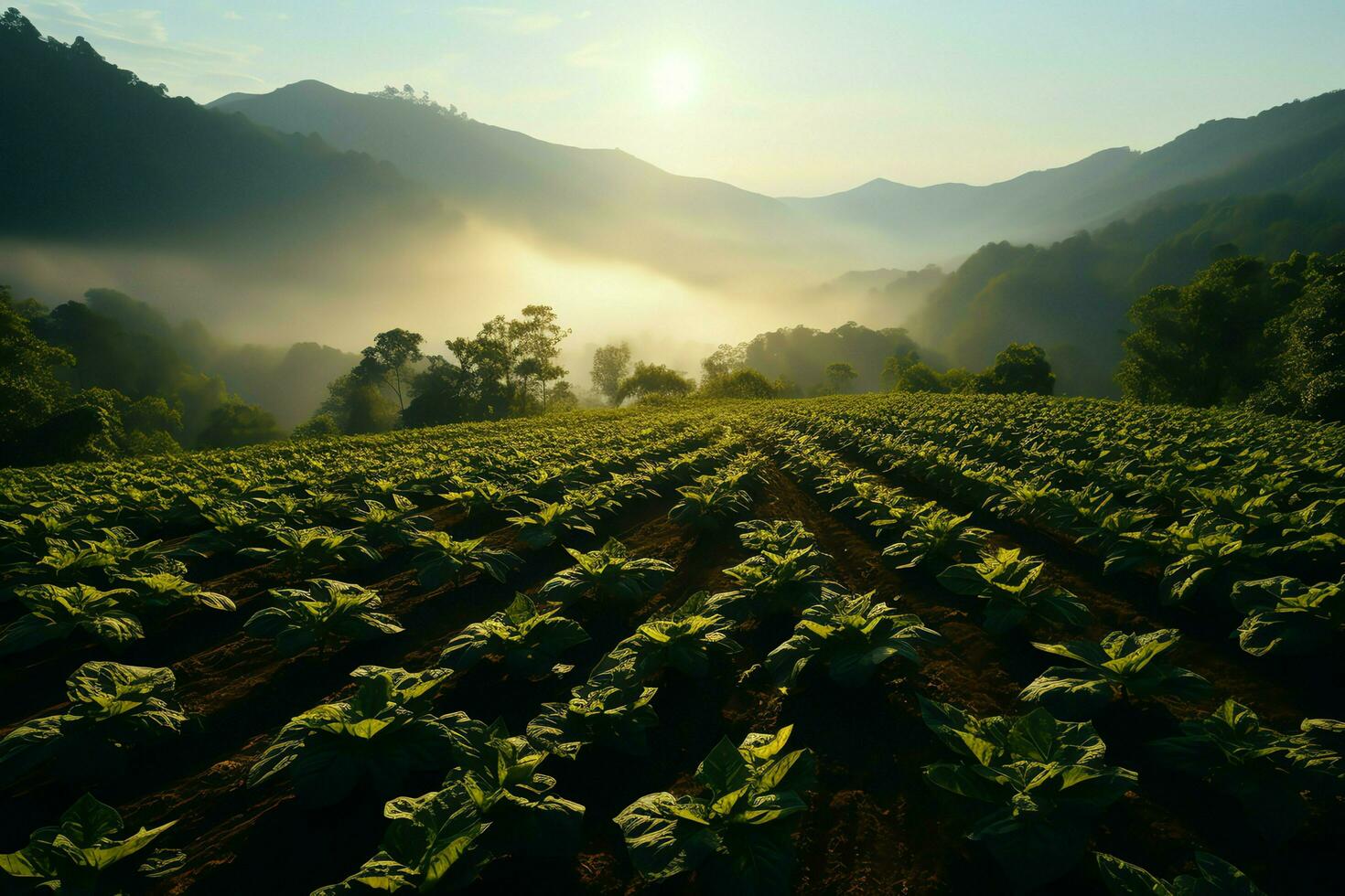 Beautiful view of a tea field plantation, vineyard farm or strawberry garden in the green hills at sunrise concept by AI Generated photo