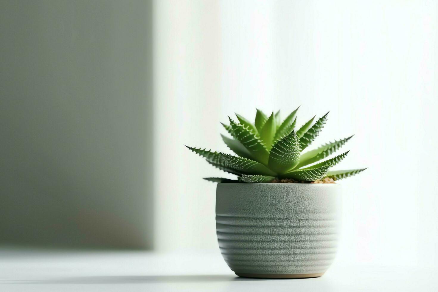 Potted succulent plant gasteria or small cactus with copy space. Home gardening and minimalist plant concept by AI Generated photo