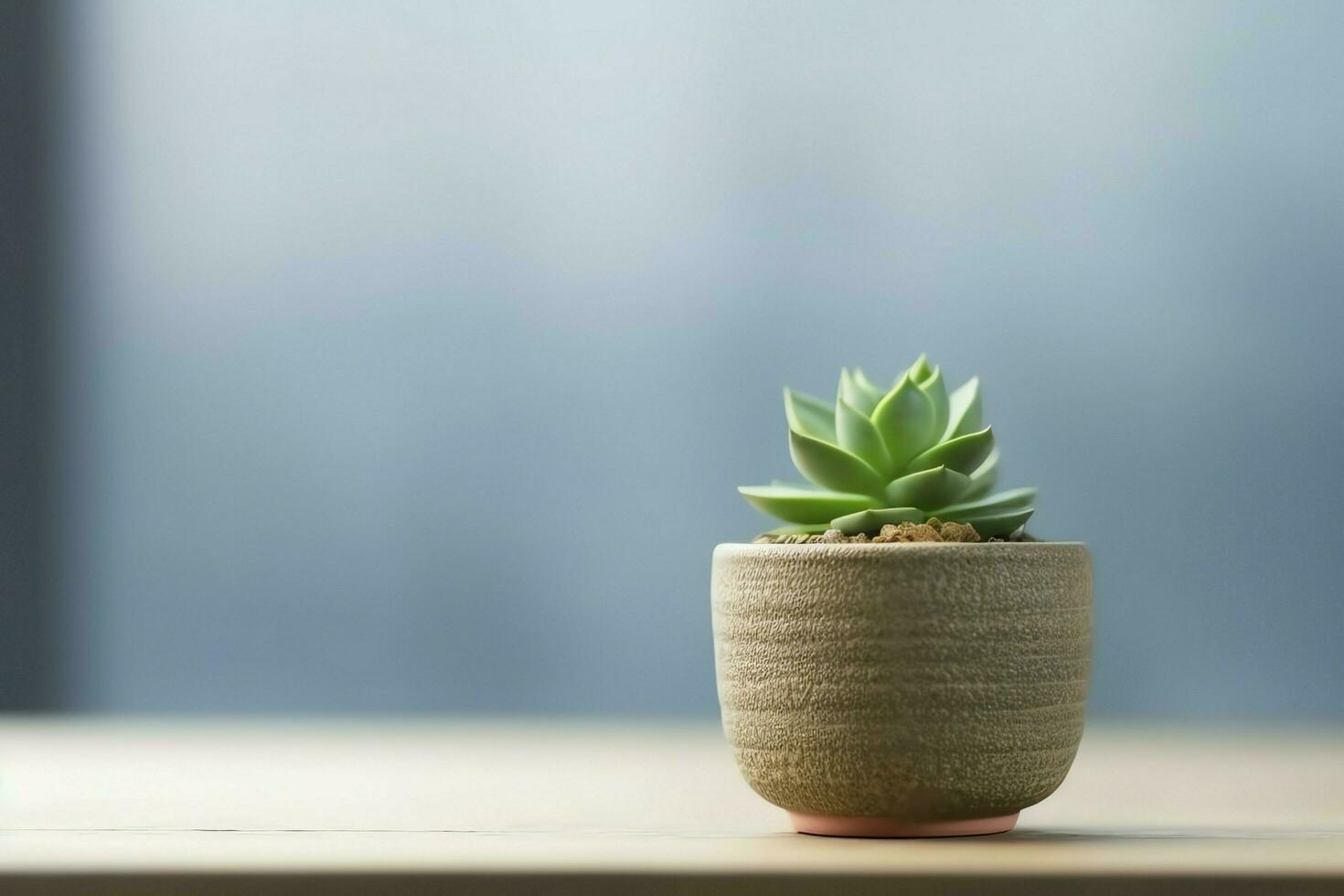 Potted succulent plant gasteria or small cactus with copy space. Home gardening and minimalist plant concept by AI Generated photo