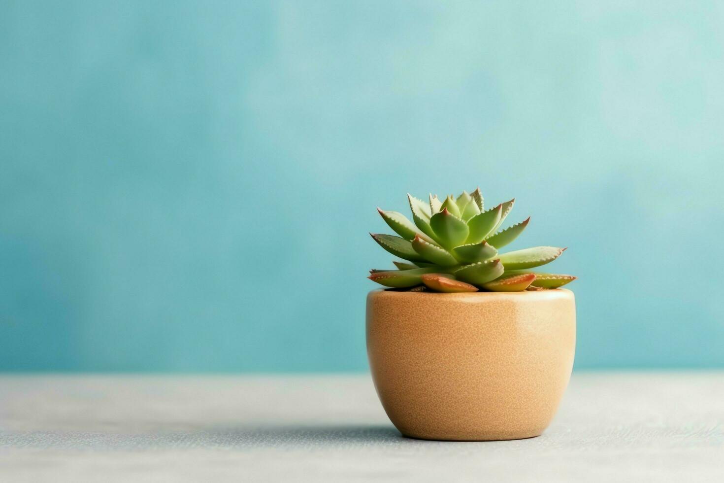 Potted succulent plant gasteria or small cactus with copy space. Home gardening and minimalist plant concept by AI Generated photo