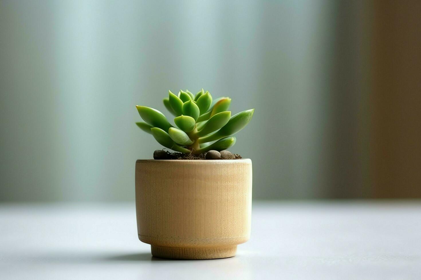 en conserva suculento planta gasteria o pequeño cactus con Copiar espacio. hogar jardinería y minimalista planta concepto por ai generado foto