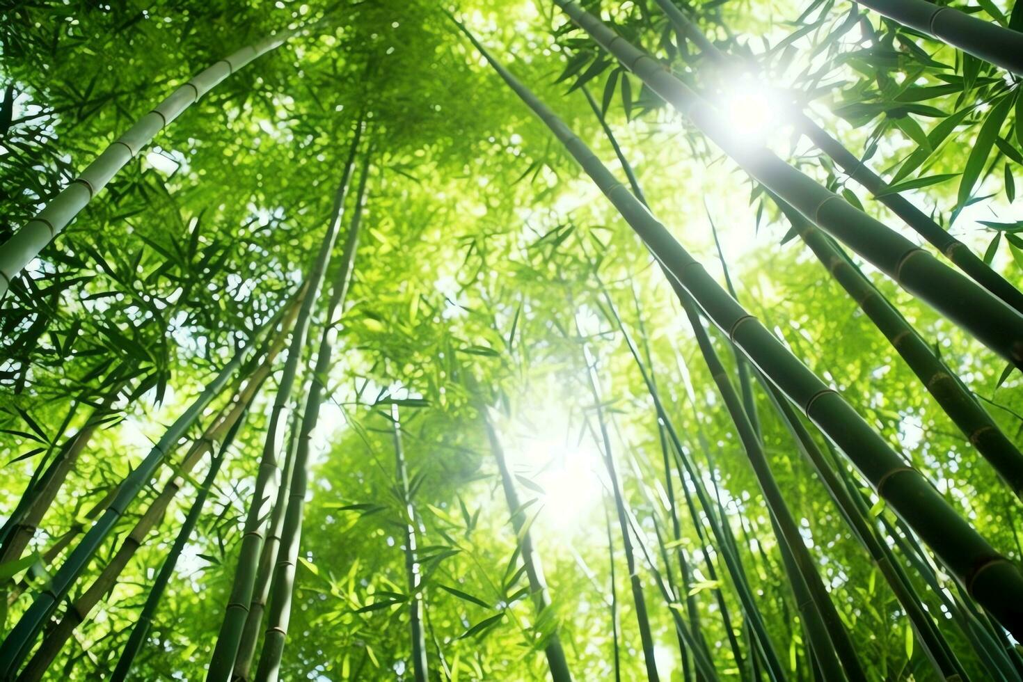 View of botanical green bamboo tropical forest in daylight. Oriental bamboo grove in china japanese concept by AI Generated photo
