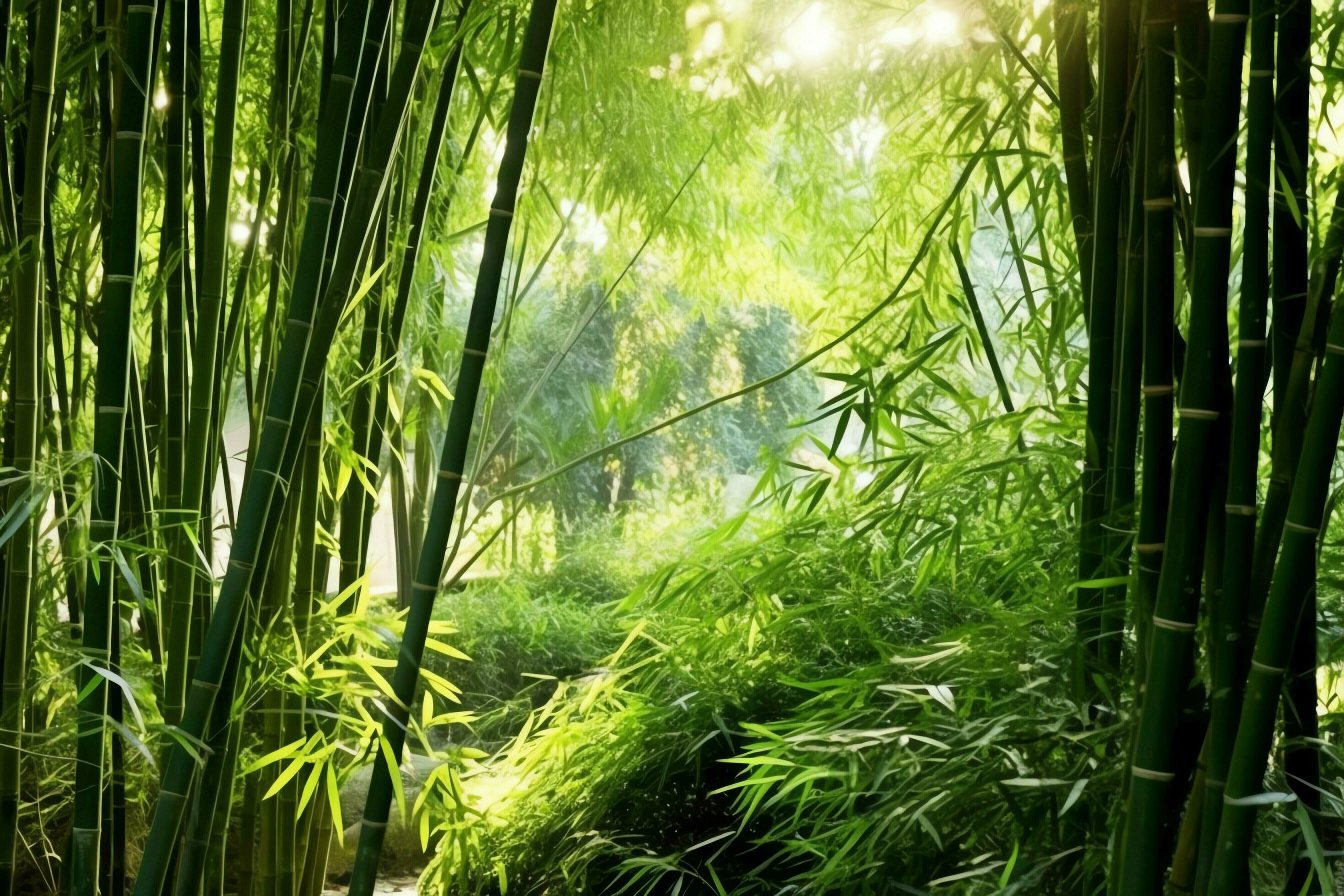 View of botanical green bamboo tropical forest in daylight. Oriental bamboo grove in china