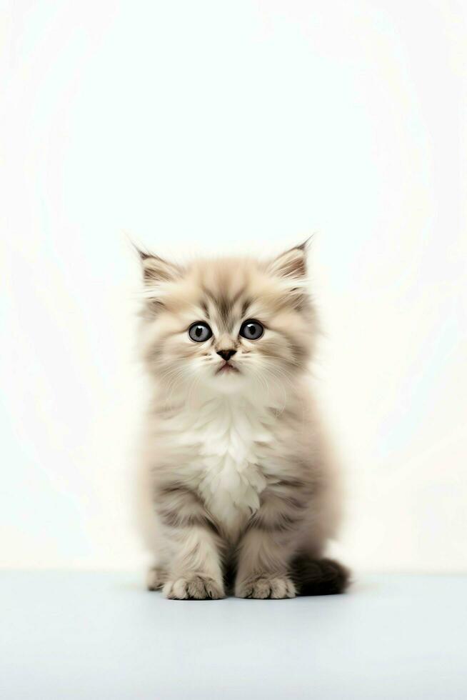 Cute small fluffy kitten with beautiful eyes is sitting or resting. British shorthair. Cat day concept by AI Generated photo