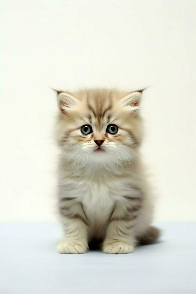 Cute small fluffy kitten with beautiful eyes is sitting or resting. British shorthair. Cat day concept by AI Generated photo