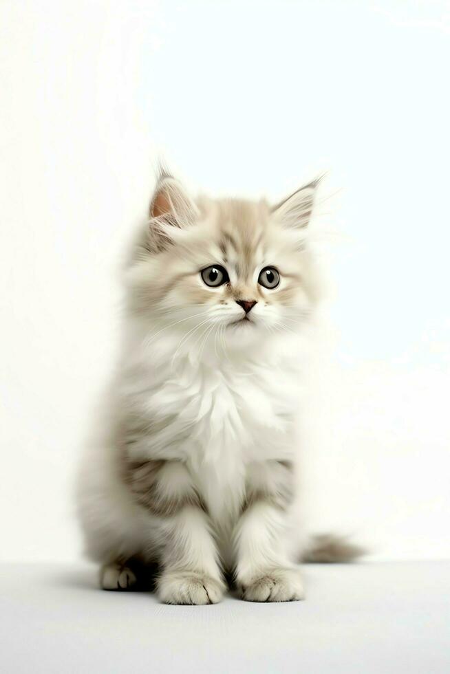 Cute small fluffy kitten with beautiful eyes is sitting or resting. British shorthair. Cat day concept by AI Generated photo