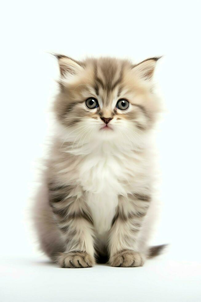 Cute small fluffy kitten with beautiful eyes is sitting or resting. British shorthair. Cat day concept by AI Generated photo