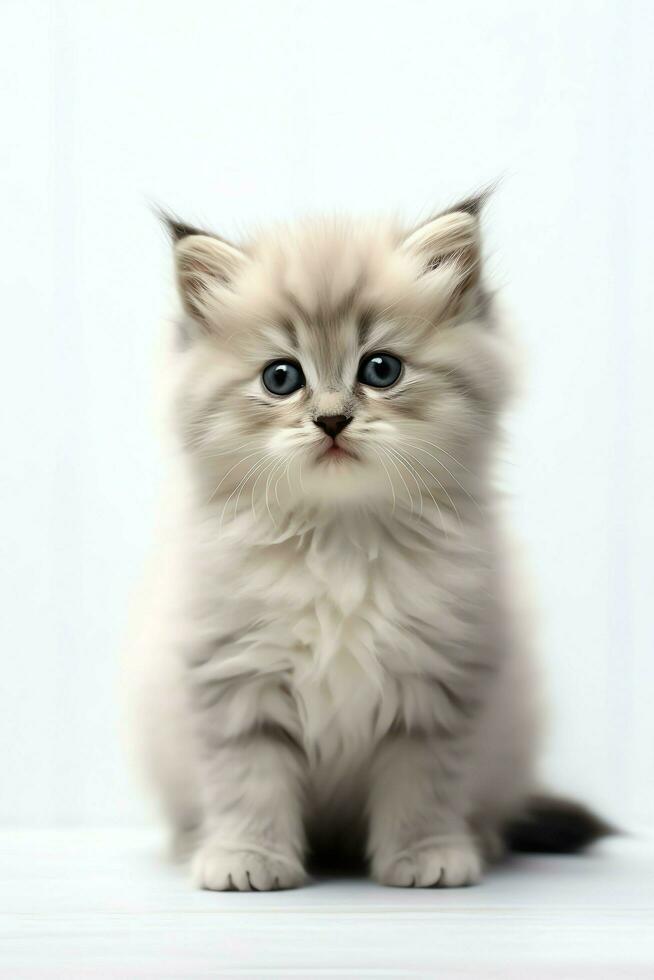 Cute small fluffy kitten with beautiful eyes is sitting or resting. British shorthair. Cat day concept by AI Generated photo