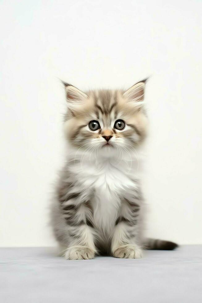 Cute small fluffy kitten with beautiful eyes is sitting or resting. British shorthair. Cat day concept by AI Generated photo