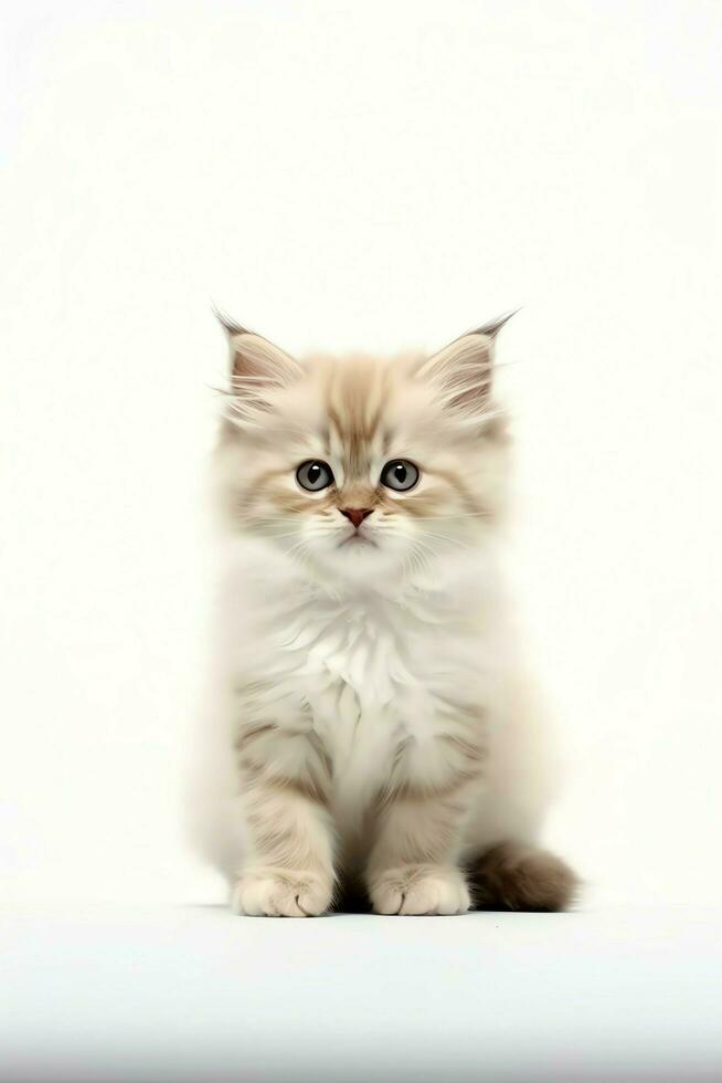 Cute small fluffy kitten with beautiful eyes is sitting or resting. British shorthair. Cat day concept by AI Generated photo