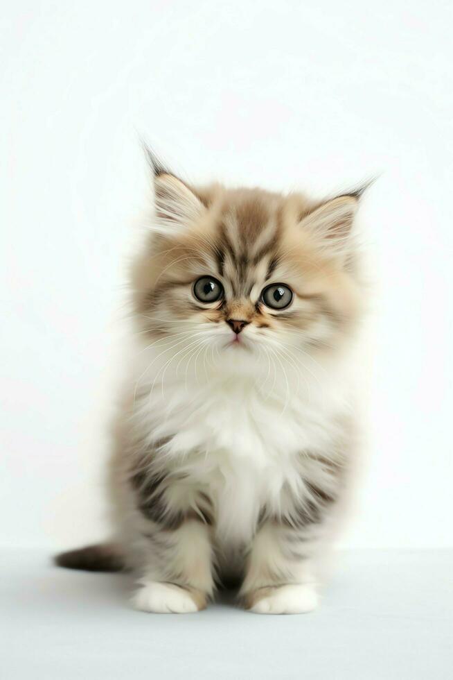 Cute small fluffy kitten with beautiful eyes is sitting or resting. British shorthair. Cat day concept by AI Generated photo