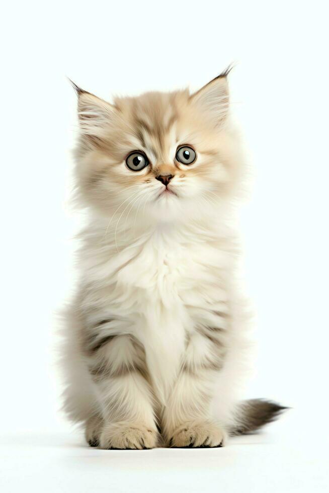 linda pequeño mullido gatito con hermosa ojos es sentado o descansando británico cabello corto. gato día concepto por ai generado foto