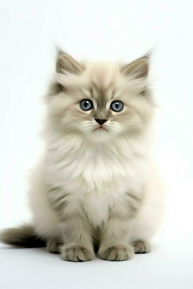 Cute small fluffy kitten with beautiful eyes is sitting or resting. British shorthair. Cat day concept by AI Generated photo