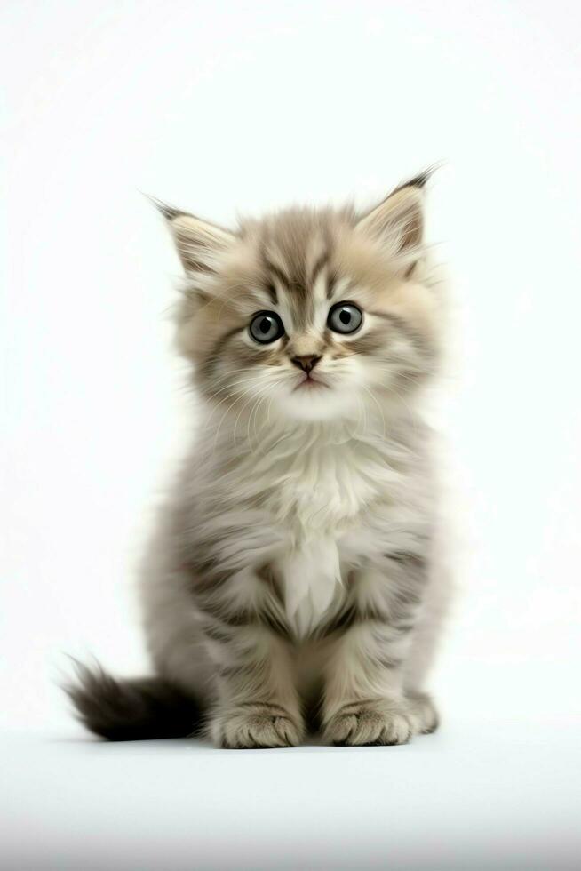 Cute small fluffy kitten with beautiful eyes is sitting or resting. British shorthair. Cat day concept by AI Generated photo