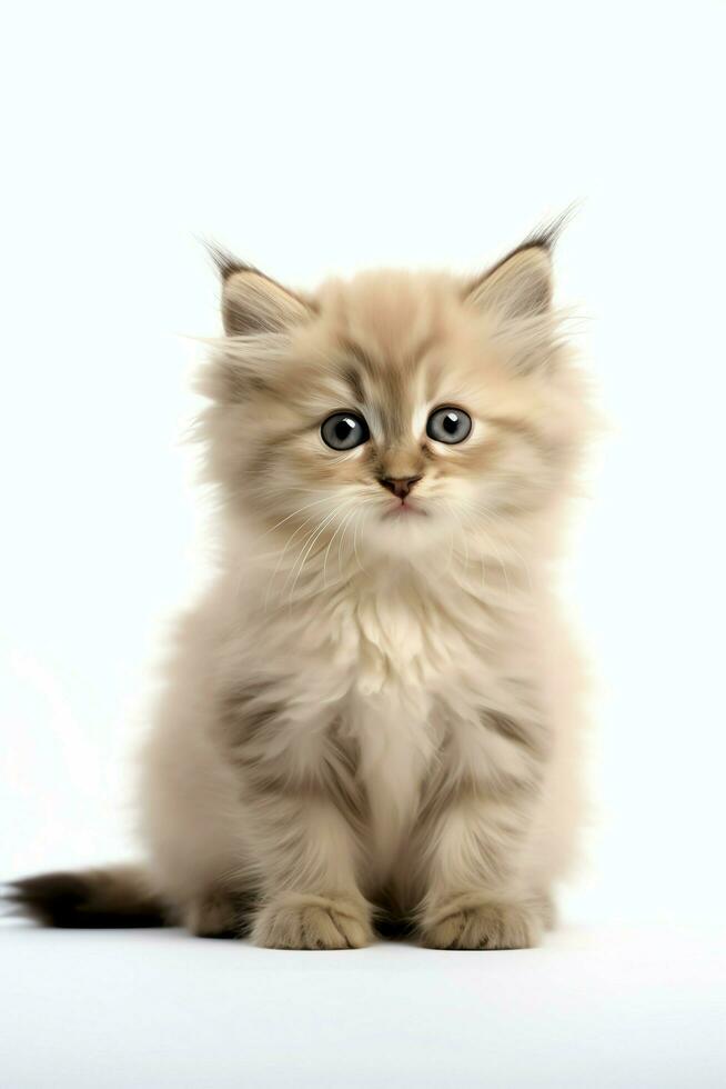 Cute small fluffy kitten with beautiful eyes is sitting or resting. British shorthair. Cat day concept by AI Generated photo