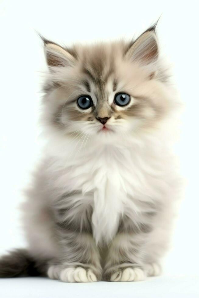 Cute small fluffy kitten with beautiful eyes is sitting or resting. British shorthair. Cat day concept by AI Generated photo