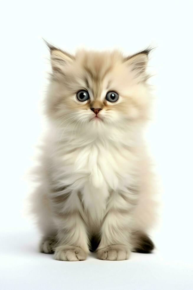 Cute small fluffy kitten with beautiful eyes is sitting or resting. British shorthair. Cat day concept by AI Generated photo