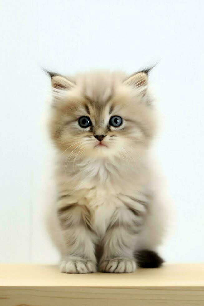 Cute small fluffy kitten with beautiful eyes is sitting or resting. British shorthair. Cat day concept by AI Generated photo