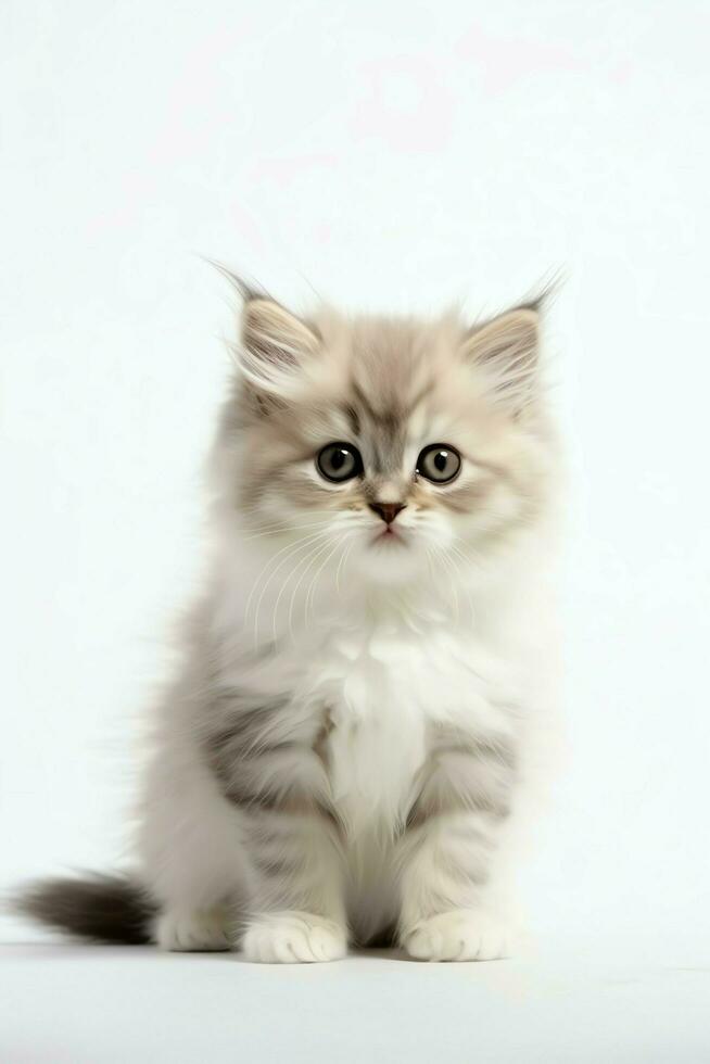 Cute small fluffy kitten with beautiful eyes is sitting or resting. British shorthair. Cat day concept by AI Generated photo
