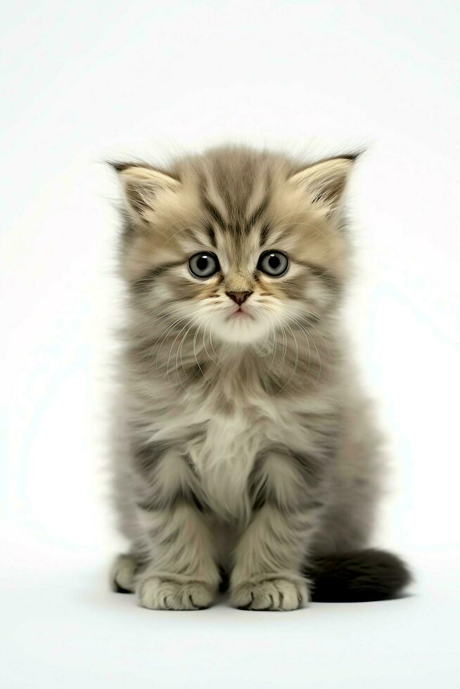 Cute small fluffy kitten with beautiful eyes is sitting or resting. British shorthair. Cat day concept by AI Generated photo