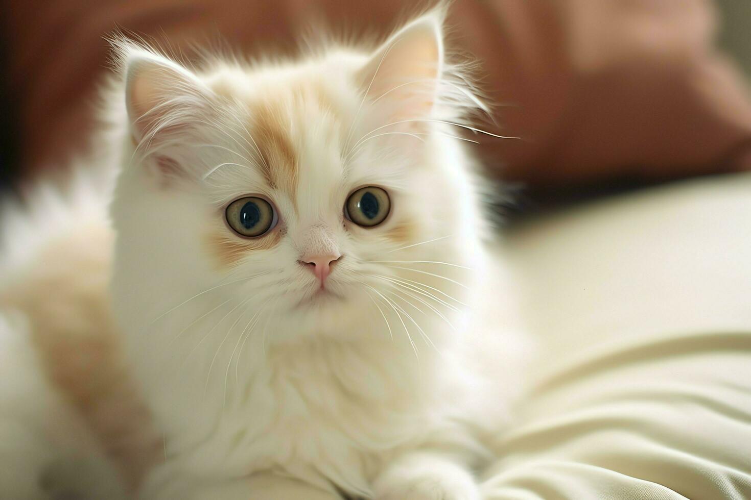 Cute small fluffy kitten with beautiful eyes is sitting or resting. British shorthair. Cat day concept by AI Generated photo