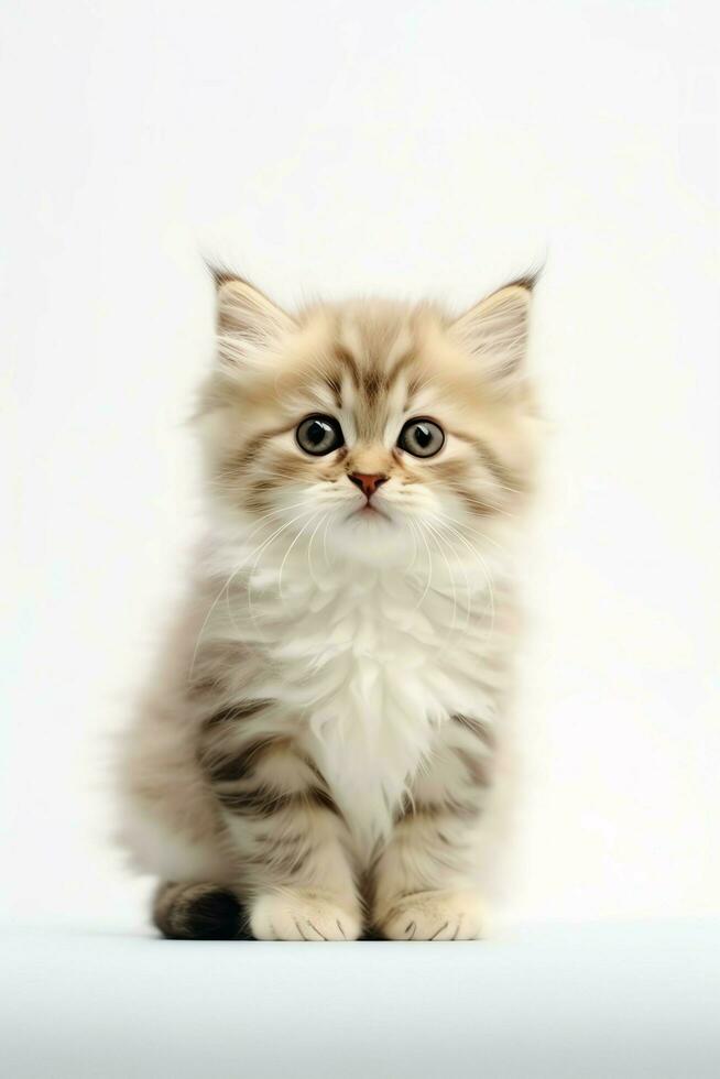 Cute small fluffy kitten with beautiful eyes is sitting or resting. British shorthair. Cat day concept by AI Generated photo