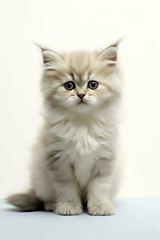 Cute small fluffy kitten with beautiful eyes is sitting or resting. British shorthair. Cat day concept by AI Generated photo
