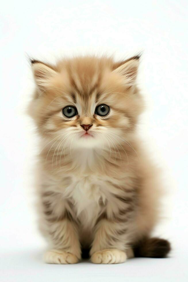 Cute small fluffy kitten with beautiful eyes is sitting or resting. British shorthair. Cat day concept by AI Generated photo