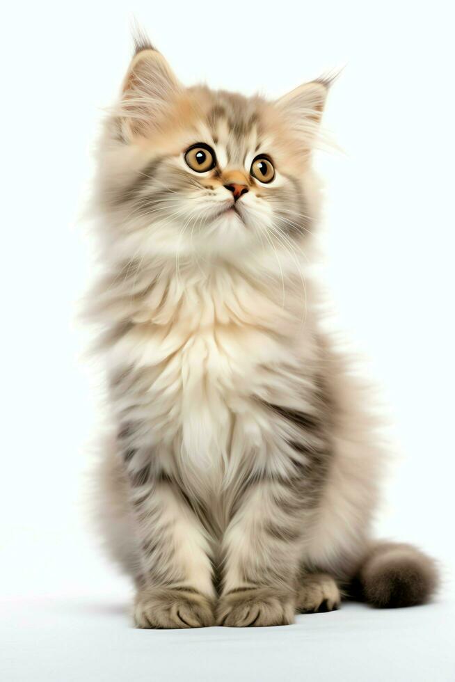 Cute small fluffy kitten with beautiful eyes is sitting or resting. British shorthair. Cat day concept by AI Generated photo