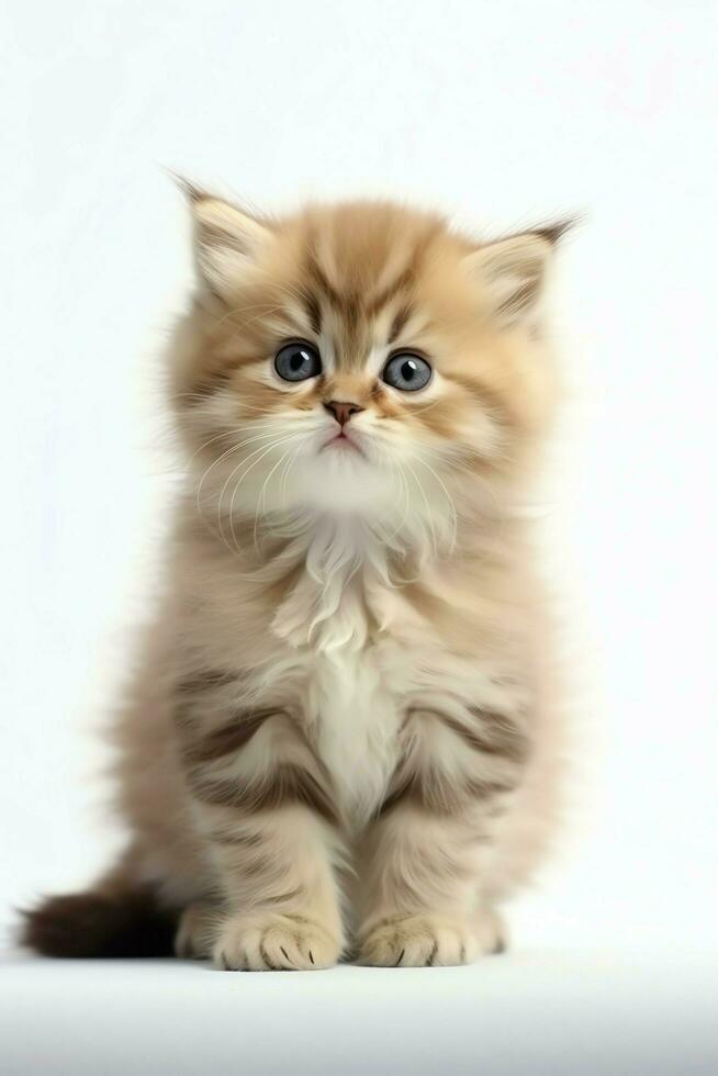 Cute small fluffy kitten with beautiful eyes is sitting or resting. British shorthair. Cat day concept by AI Generated photo