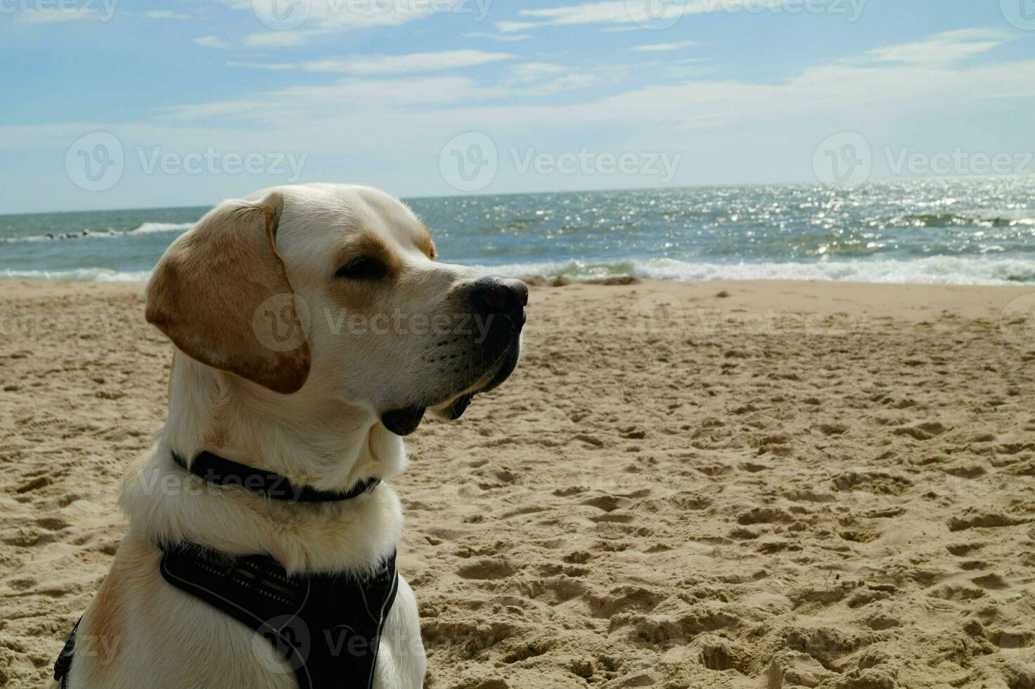 White short coated british Labrador Retriever on the beach of Blavand Denmark photo