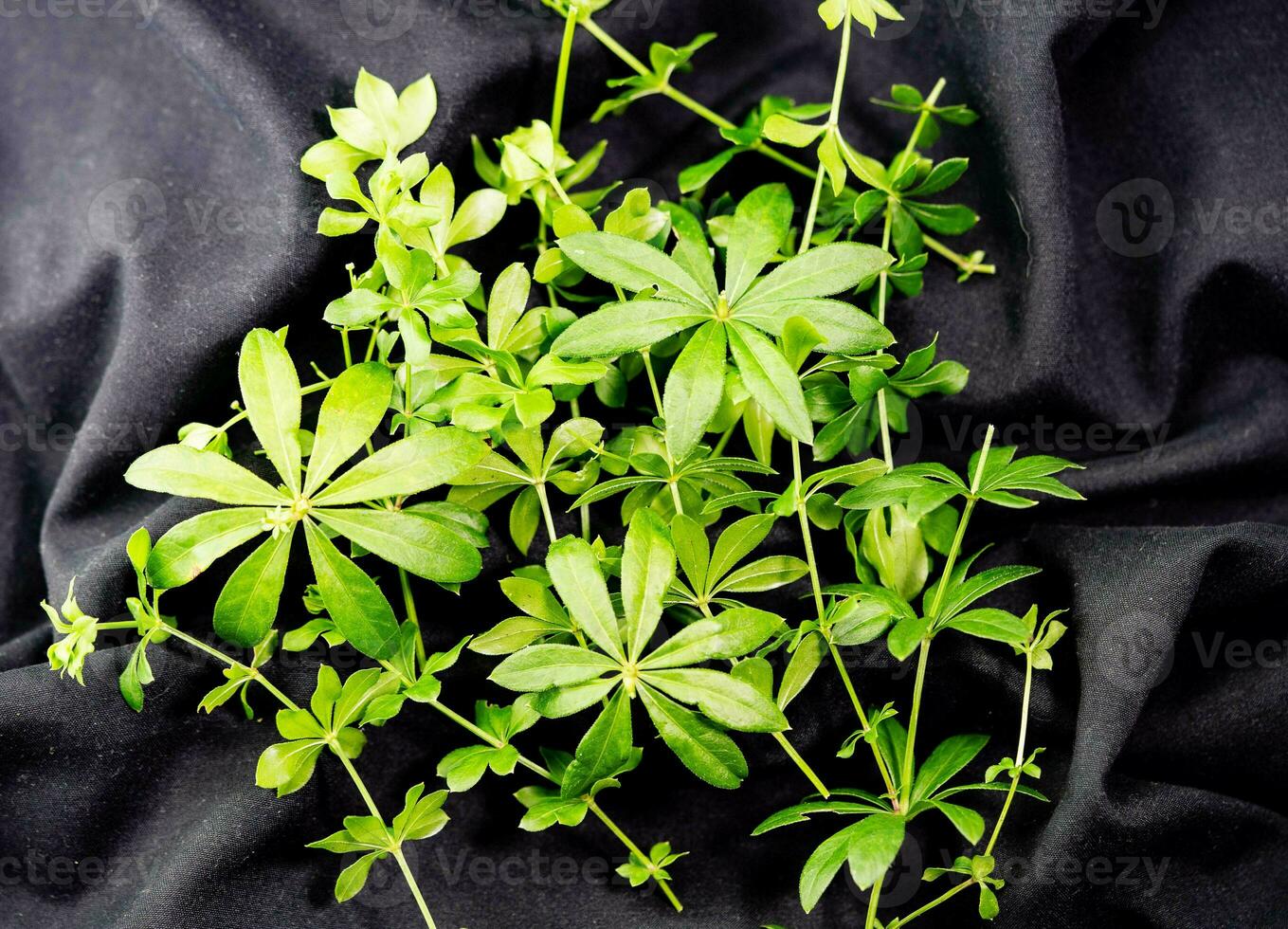 Leaves of the woodruff plant Galium odoratum fresh and dried photo