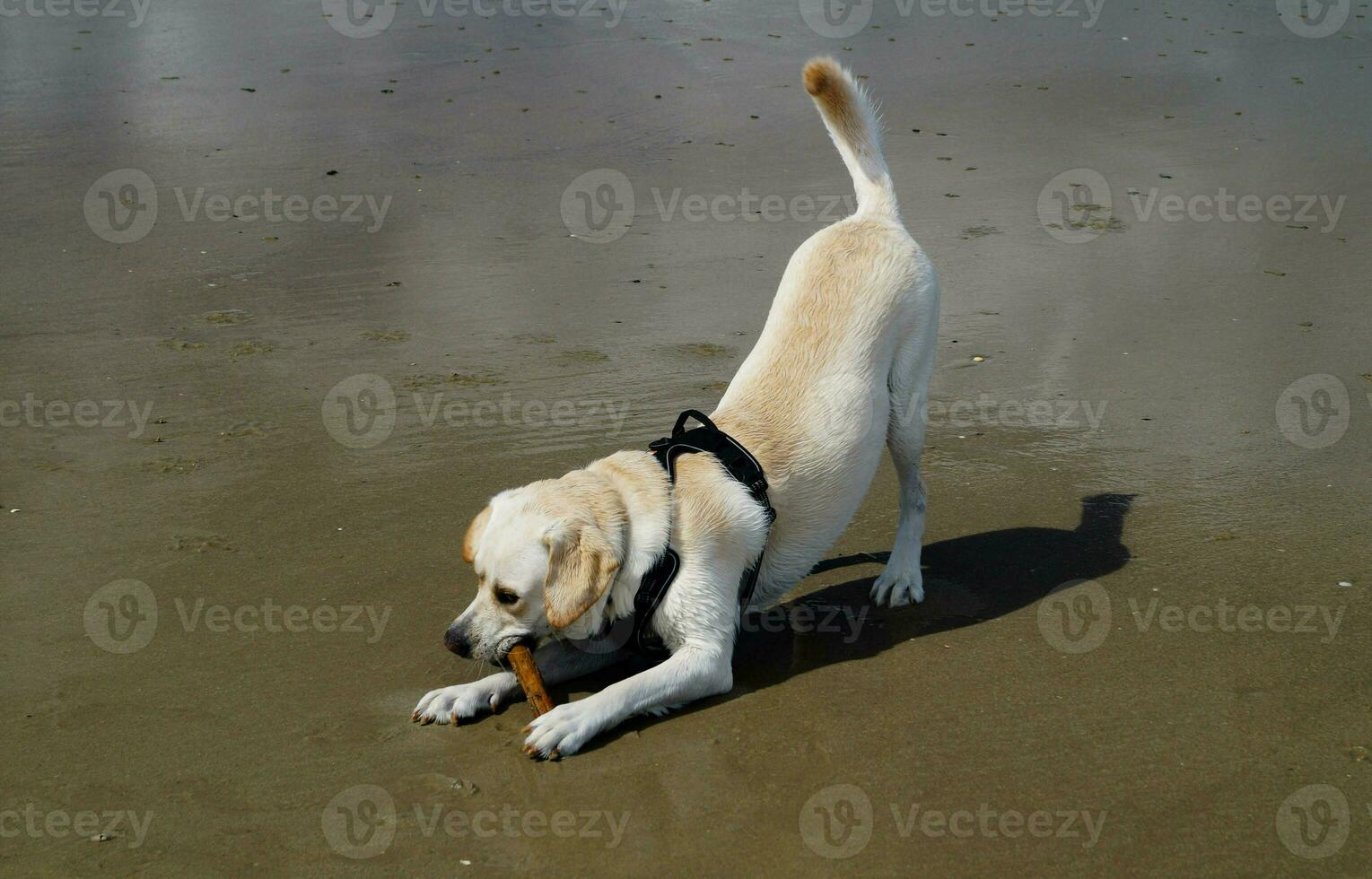 White short coated british Labrador Retriever on the beach of Blavand Denmark photo