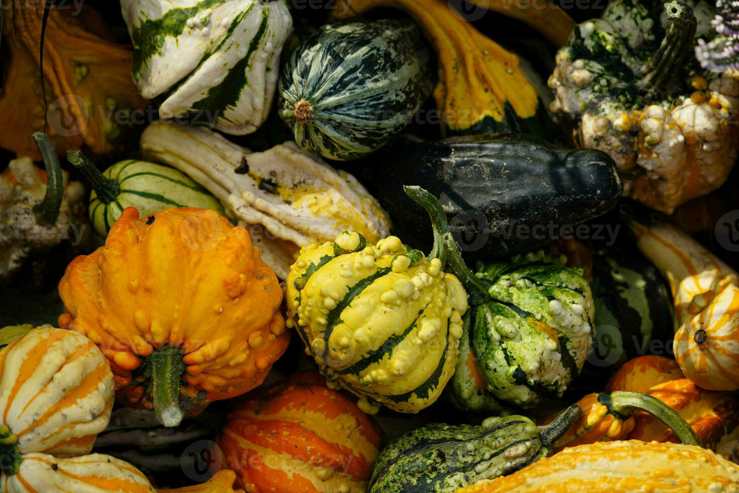 naranja Hokkaido calabaza cucurbita maxima para un sopa de calabaza foto