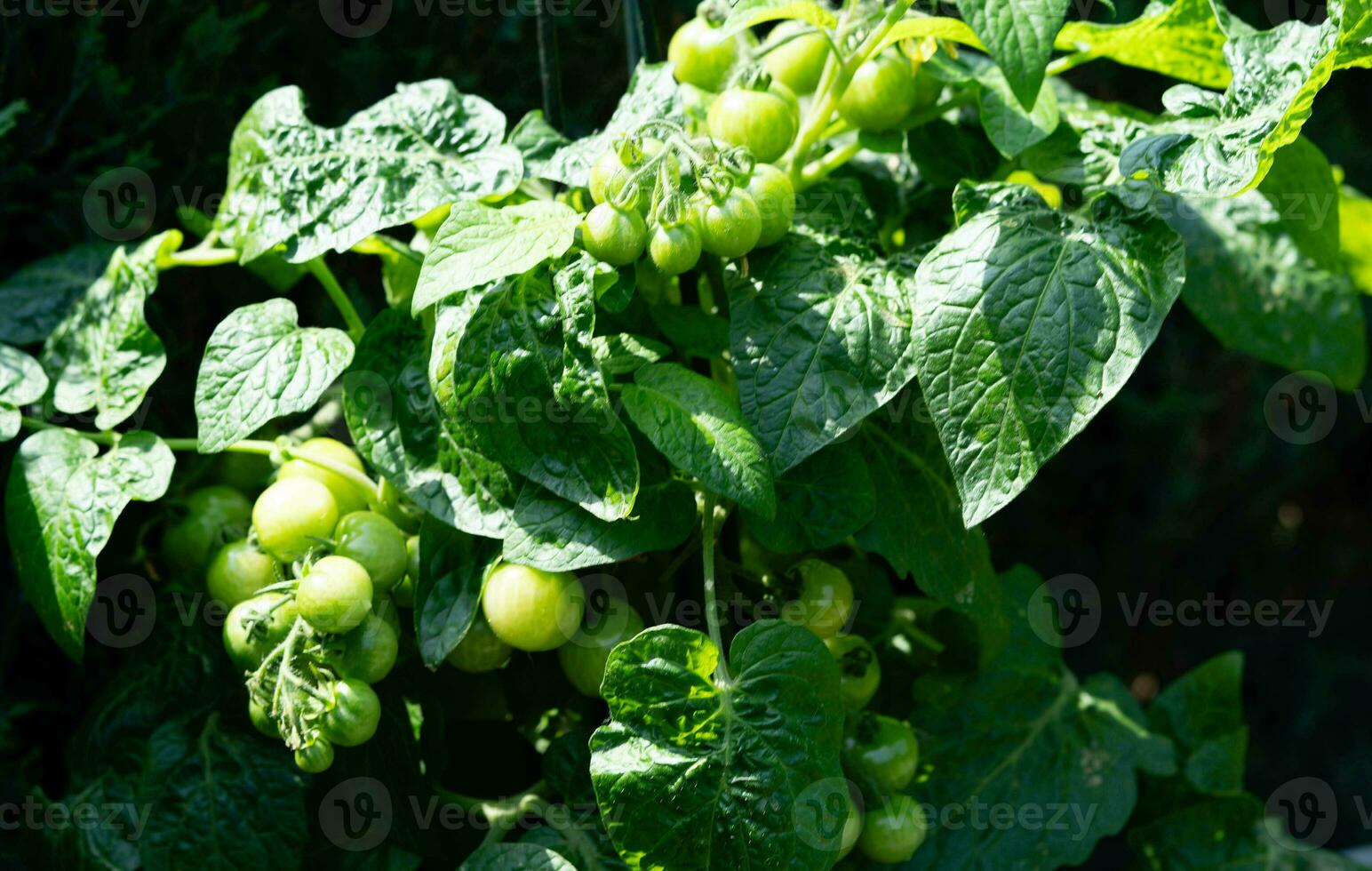 red round Tomatoes Solanum Lycopersicum for a salad or a soup photo
