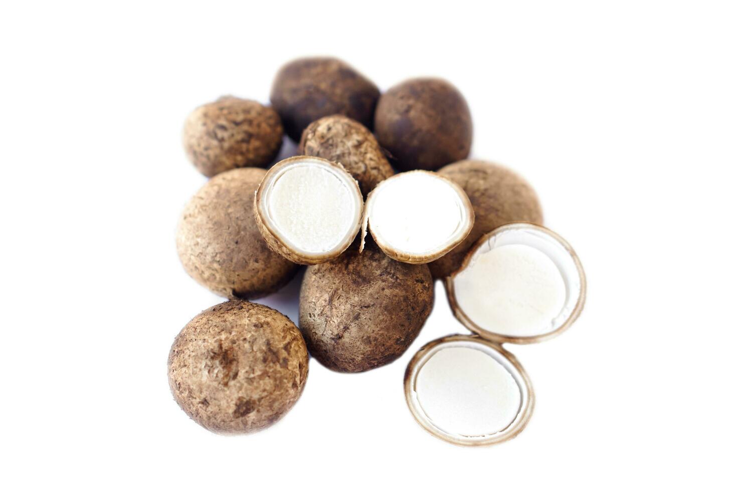 Barometer Earthstars , Astraeus hygrometricus, edible mushroom isolated on white background. Concept, natural food from forest, mold,spore, fungus. Seasonal mushroom nature grow in forest in Thailand. photo