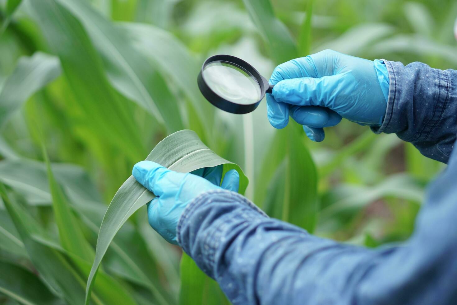 Close up hands wear blue gloves , holds magnifying glass to inspect plant disease, insects on leaves of maize plants at garden. Concept, doing agricutural research. photo