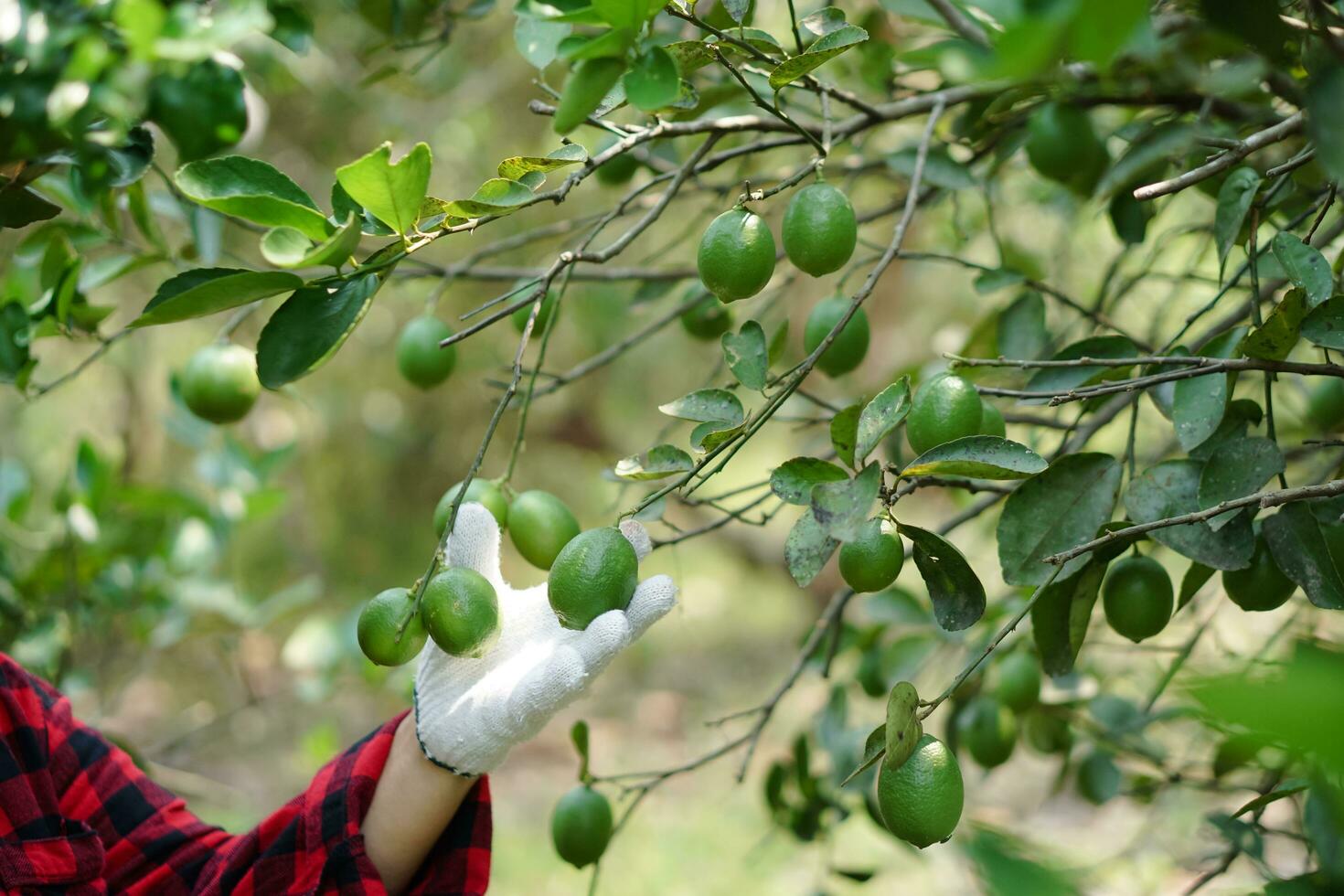 cerca arriba granjero es inspeccionando crecimiento y enfermedades de verde limón frutas en jardín. concepto, tomando cuidado de cultivos. agricultura calidad controlar antes de de venta en mercado. foto