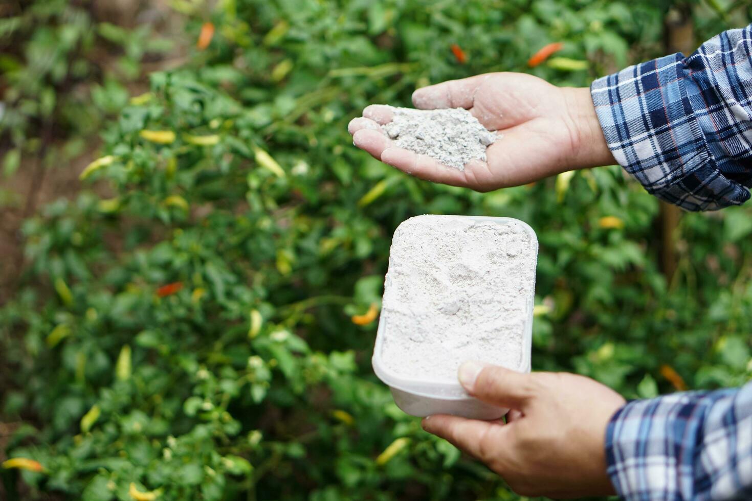 Close up gardener hands  hold  ashes powder to fertilize plant in garden. Concept, organic gardening. Ashes can get rid of insects, pests of plants, improve soil. photo