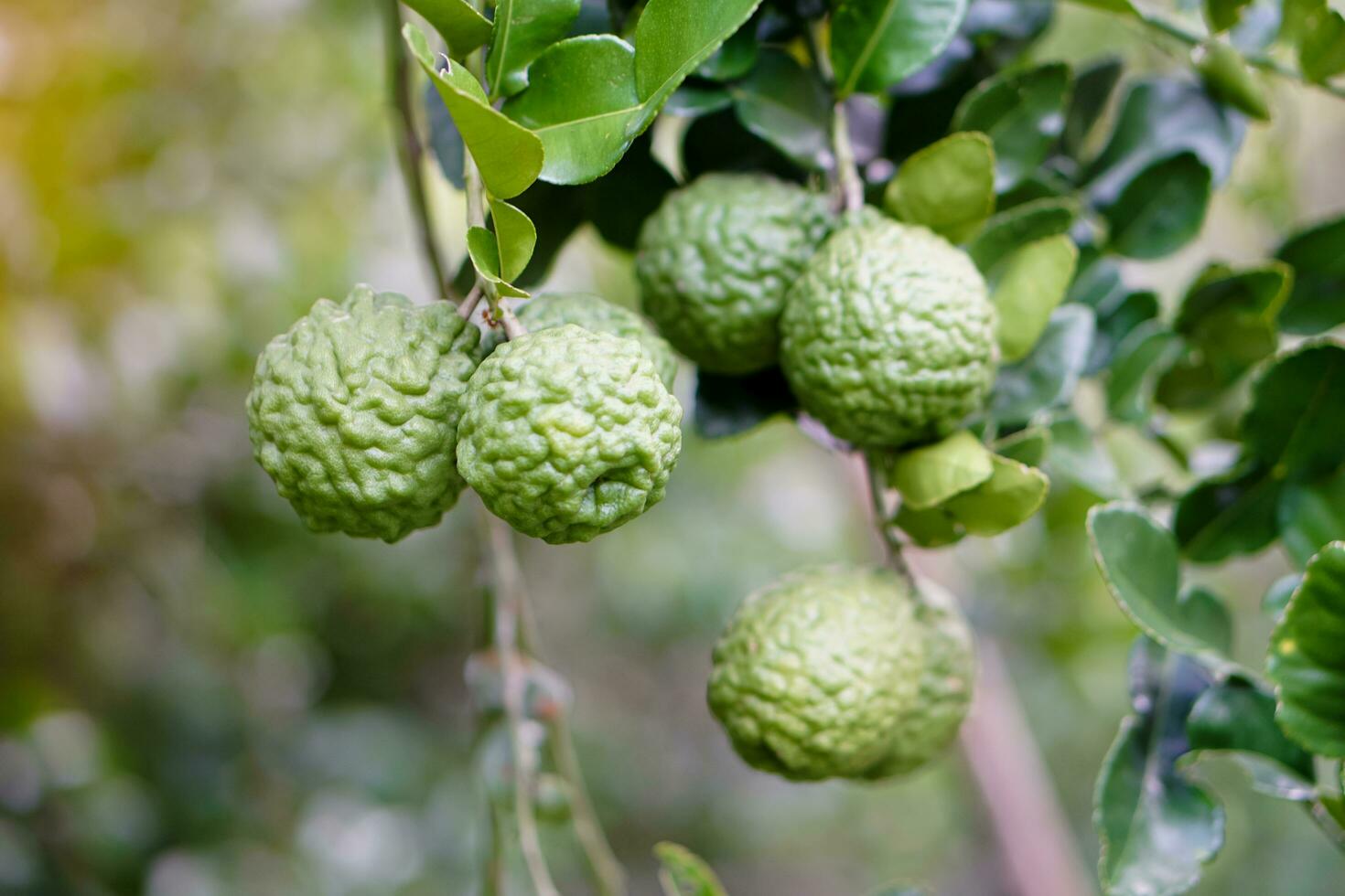 Bergamot or kaffir lime fruits on branch in garden. Concept, herbal fruits with sour taste, can be cooked as food seasoning and use for spa , aromatherapy. Hair treatment photo
